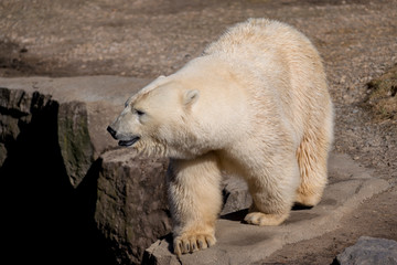 Fototapeta na wymiar walking and on rocks balancing polar bear 