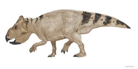 レプトケラトプスのイラスト　白亜紀後期　北アメリカ大陸西部に生息。トリケラトプスやトロサウルスなどの大型の角竜類と同時期に生息していた。原始的な小型の角竜類。体長は約2メートル程度。草食系。
