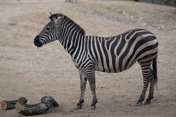 zebra looking around