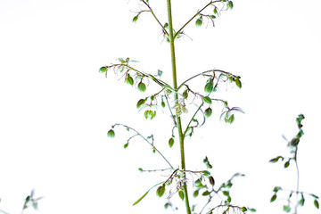 small flowers of cannabis on white