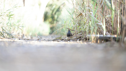 Fotografie nell'oasi del wwf di Burano