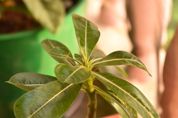 closeup view of a green ficus plant with blur background