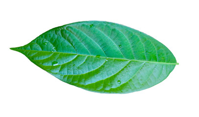 Fototapeta na wymiar Avocado leaves isolated on a white background Embed Clipping Path 