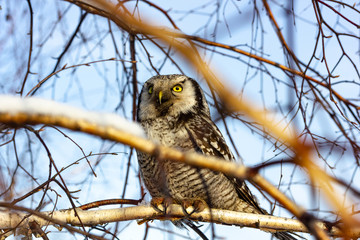 a beautiful owl bird with big yellow eyes sits on a tree
