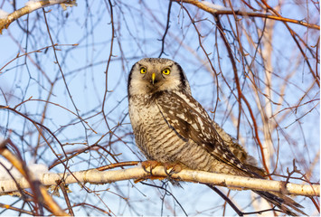 a beautiful owl bird with big yellow eyes sits on a tree