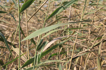 Naklejka premium Reed southern common.