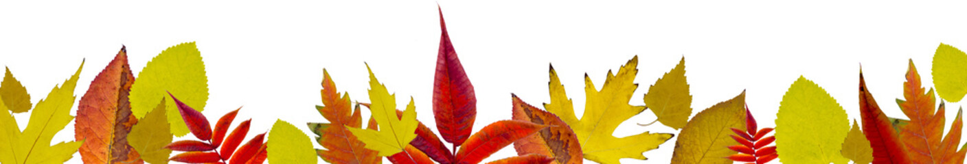 Fototapeta premium Autumn leaves on a white background. Header