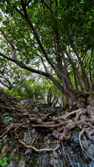 荒々しい岩肌に根を張る樹木