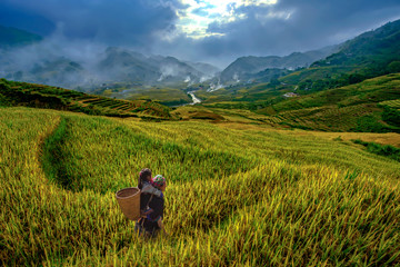 Fototapeta na wymiar Vietnamese grandmother and young niece walking in the rice terraces to go to work in the morning of the harvest season in Mu cang chai,Yenbai,Vietnam.