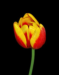Beautiful motley tulip isolated on a black background