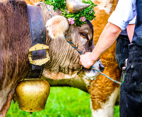 decorated cow for a festive alp returning - obrazy, fototapety, plakaty
