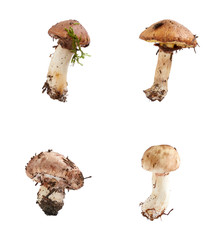 forest fresh raw edible mushroom Suillus luteus