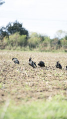 Fotografie nell'oasi del wwf di Burano
