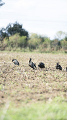 Fotografie nell'oasi del wwf di Burano