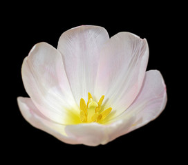 Beautiful white tulip isolated on a black background