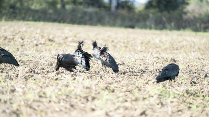 Fotografie nell'oasi del wwf di Burano