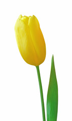 Beautiful yellow tulip isolated on a white background