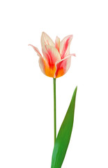Beautiful colorful tulips isolated on a white background