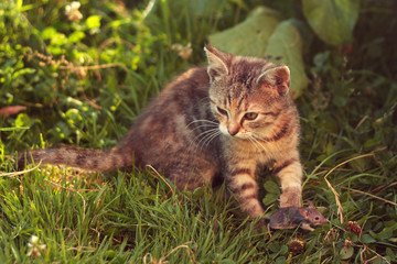 Naklejka na ściany i meble Young tabby cat after hunting - with caught mouse, on grass, sunny
