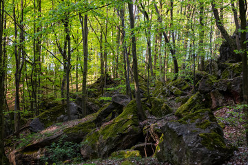 Felsenmeer Hemer Sauerland Karst Natur Felsen Deutschland Bäume Wald Geotop Naturdenkmal Wandern Buchen Fagus Naturschutzgebiet Wandern Frühling Höhlen Aussicht Plattform Wege 