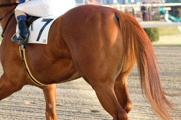 the scene of horse race in Japan