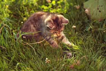 Young tabby cat mouse, on grass, sunny