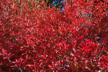 11月の赤い葉の街路樹