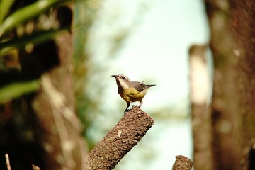 bird on a branch