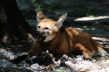 Fuchs mit gefiederter Beute