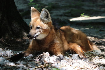 Fuchs mit gefiederter Beute