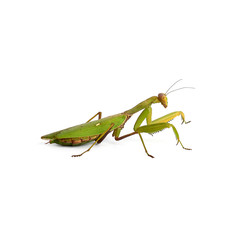 green mantis with long antennas stands sideways