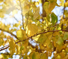 apricot tree branch with green and yellow leaves