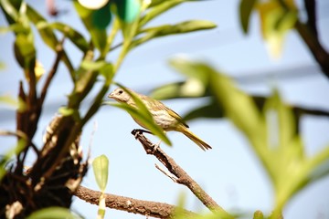 bird on a branch