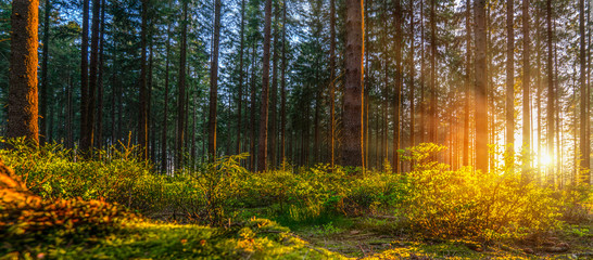 Silent Forest im Frühling mit schönen hellen Sonnenstrahlen © AA+W
