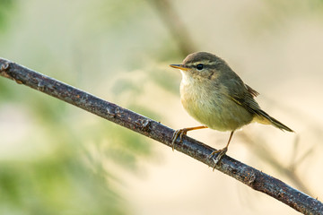 Common Chiffchaff perching on a perch looking into a distance