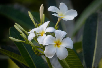 Fototapeta na wymiar Close-Up Of White Flowering Plant In nature, Plumeria