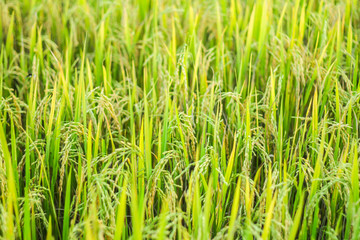 Ear of rice in Paddy field 
