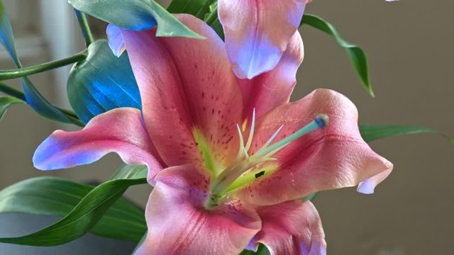 Close up macro video of a beautiful pink and white lily. Camera pan rotating. Prores 10Bit mov.