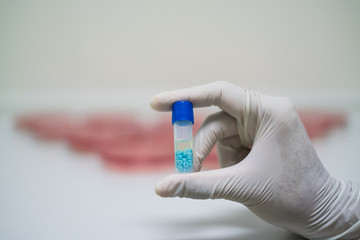 Naklejka premium Blue cap cryotubes with cryobeads handle by hand wearing sterile gloves in the background of agar media
