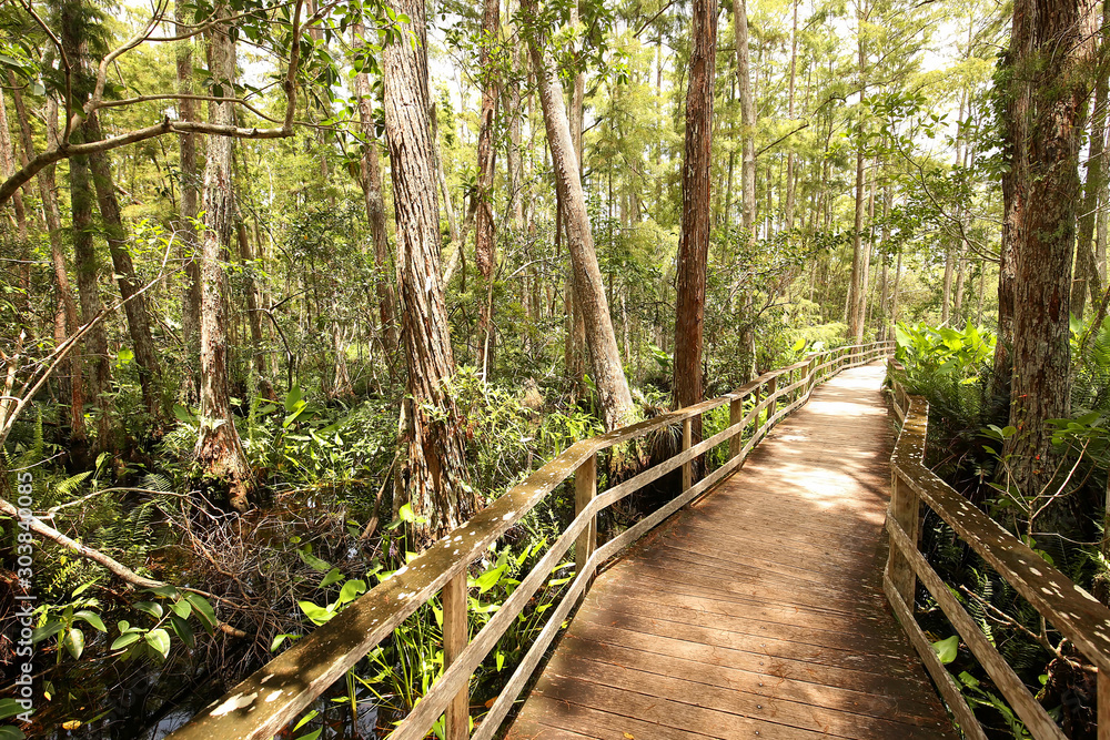 Wall mural boardwalk trail at audubon corkscrew swamp sanctuary in naples, florida, a 2 miles hike through pine