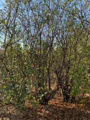 Autumn 2019 this is amazing day in Lviv Ukraine, love this memories. Photo Shoot on iPhone XS Max, location Lviv. This is great day in my city.. Love Autumn..