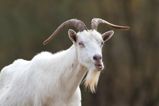 White horned funny goat with beard