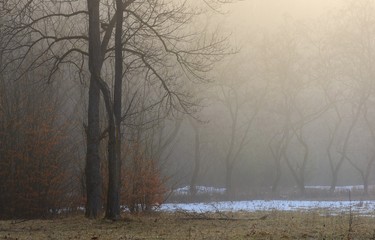 Fototapeta premium Foggy morning