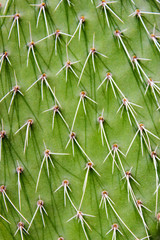 Close-up view of a cactus. The texture of the cactus.