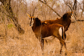 Pair of Sable antelope females moving through the dense bush browsing