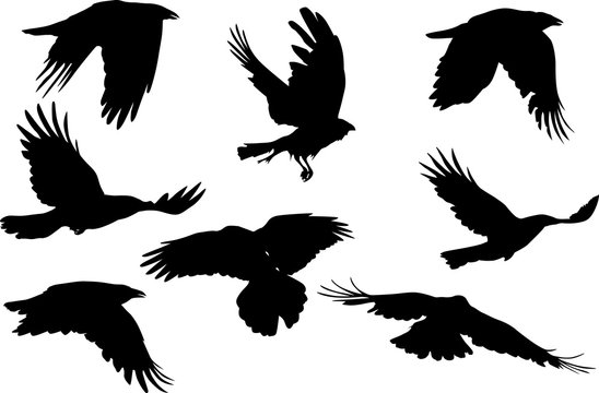 group of eight flying crow silhouettes on white