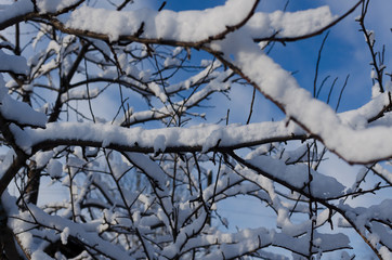 Fototapeta na wymiar snow covered apple branches in winter