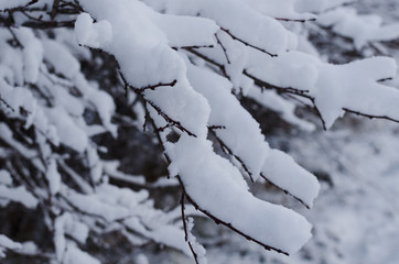 snow covered cherry branches in winter