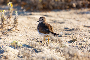 Rufous-chested Plover (Chorlo Chileno) Latin Name: Charadrius modestus
