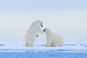 Polar bear dancing on the ice. Two Polar bears love on drifting ice with snow, white animals in the...